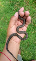 Storeria storerioides