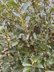 Salix phylicifolia