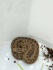 Crotalus triseriatus