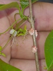 Ceroplastes