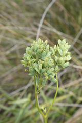 Thalictrum maritimum