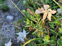 Mandevilla macrosiphon