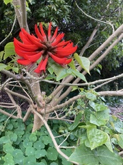 Erythrina