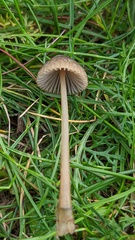 Mycena aetites