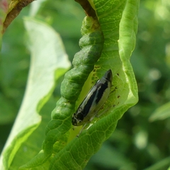 Evacanthus interruptus