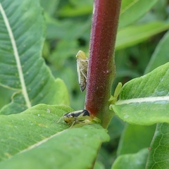 Evacanthus interruptus