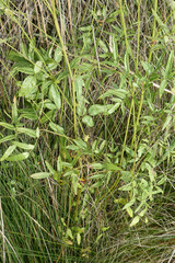 Thalictrum maritimum