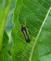 Evacanthus interruptus