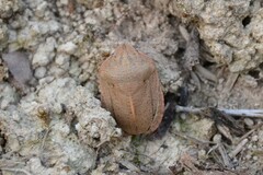 Eurygaster austriaca