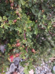 Rosa sericea