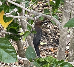 Quiscalus major westoni