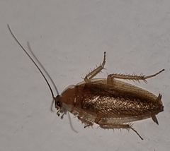 Ectobius vittiventris