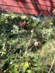 Coreopsis lanceolata