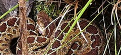 Crotalus triseriatus