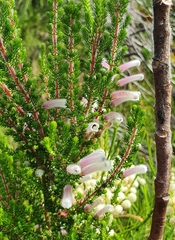 Erica perspicua