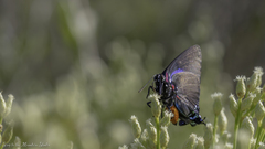 Atlides halesus