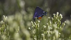 Atlides halesus