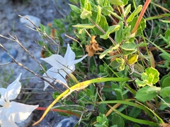 Mandevilla macrosiphon
