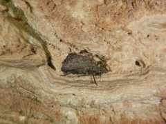 Triatoma dimidiata