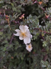 Rosa sericea