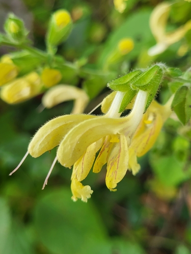 Šumska žalfija (Salvia glutinosa)