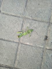 Sphodromantis viridis