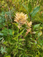 Castilleja unalaschcensis