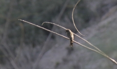 Myiarchus cinerascens