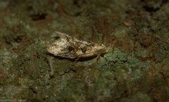 Aeolostoma scutiferana