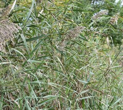 Phragmites