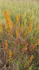 Manulea tomentosa