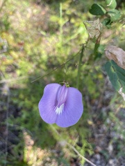 Centrosema virginianum