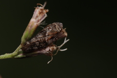 Aphrophora corticea