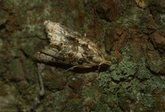 Aeolostoma scutiferana