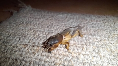 Gryllotalpa africana