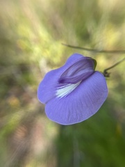 Centrosema virginianum