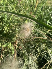 Clematis drummondii