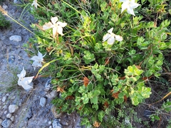 Mandevilla macrosiphon