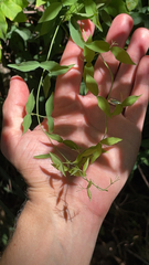 Dolichandra unguis-cati