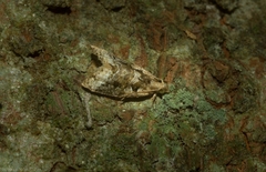Aeolostoma scutiferana