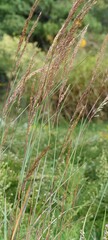 Sorghastrum
