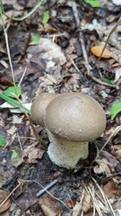 Lycoperdon excipuliforme