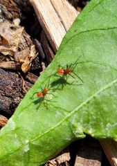 Leptoglossus oppositus