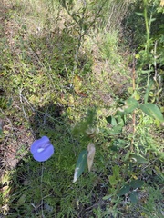 Centrosema virginianum