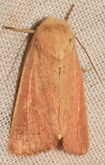 Mythimna sicula