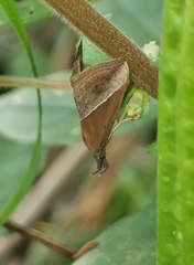 Hypena lividalis
