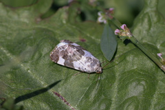 Acontia lucida