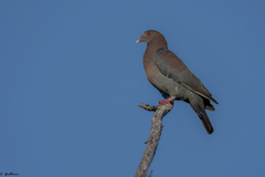Patagioenas flavirostris