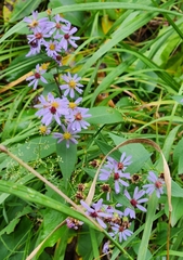 Symphyotrichum laeve