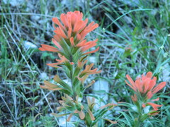 Castilleja hispida acuta